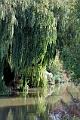 13 Willows grace the banks